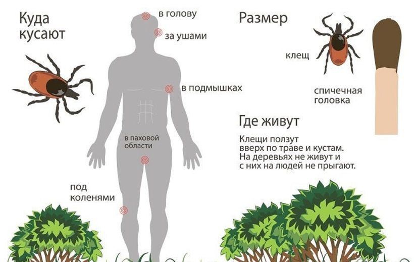 Клещ Клещ